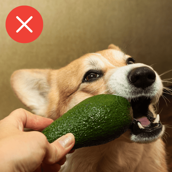 Cão mordendo abacate