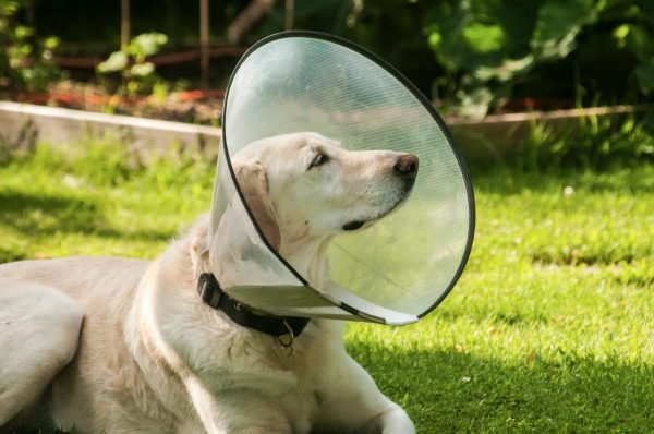 Cão labrador usando colar elizabetano