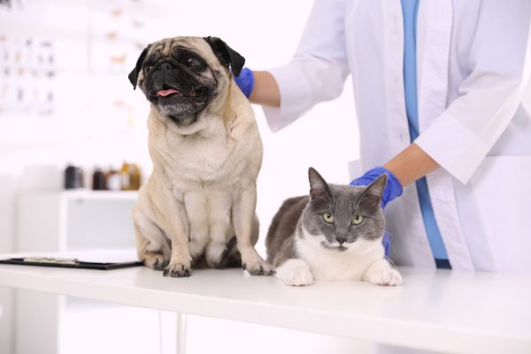 Cão e gato sendo examinados por veterinário