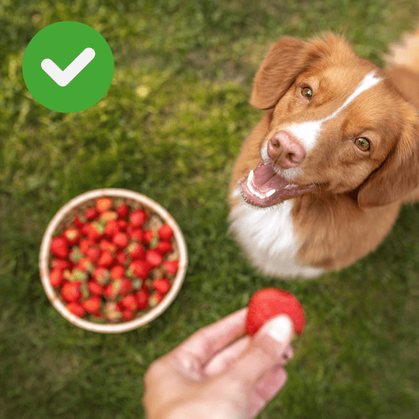 Cão olhando morango dado por tutor