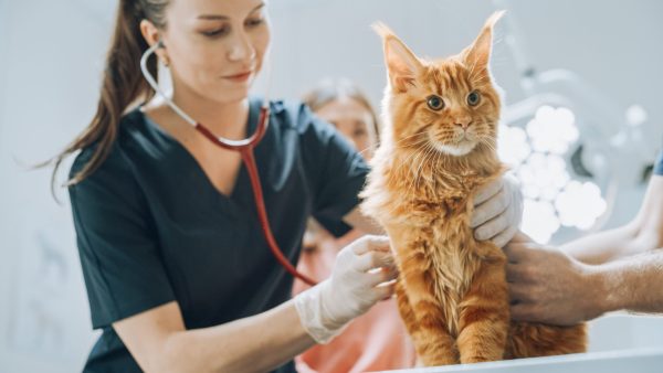 Gato sendo analisado por médica-veterinária