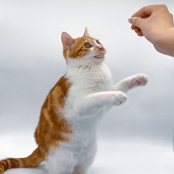 Gato ganhando petisco de tutor