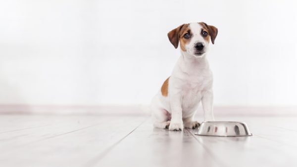 Jack Russell Terrier com comedouro de alumínio em frente