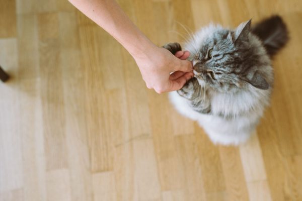 Gato recendo petisco