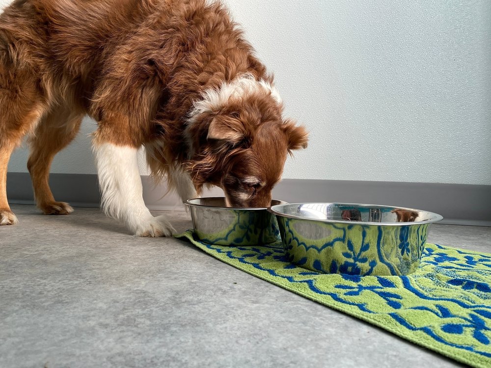 Cão idoso comendo em comedouro de alumínio