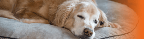 Cão idoso dormindo