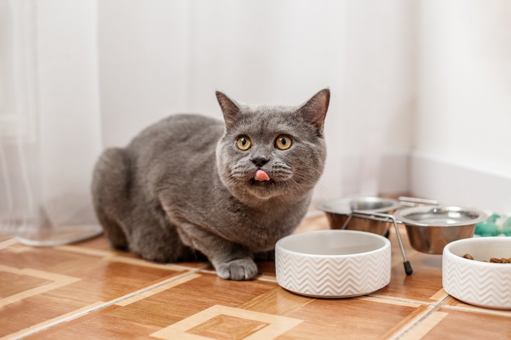 Gato cinza comendo ração