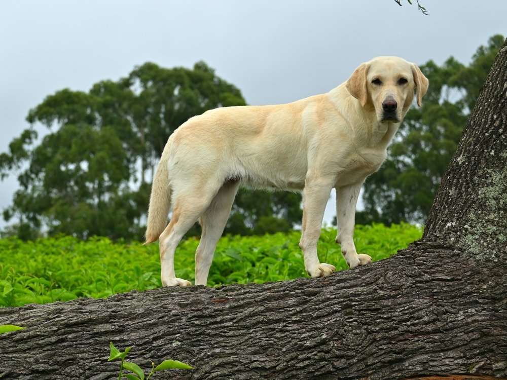 Labrador Retriever