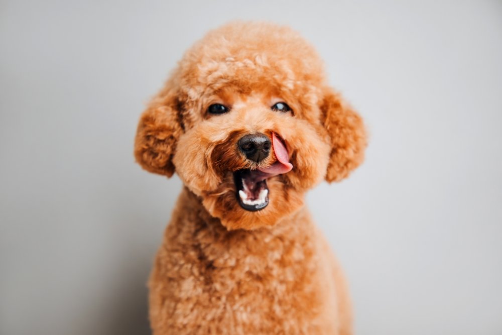 Poodle