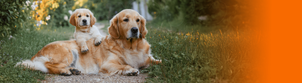 perro cachorro y adulto