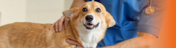 Vacunar perro