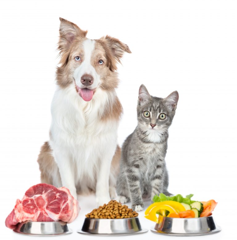 Cão e gato com potes de comida a frente deles