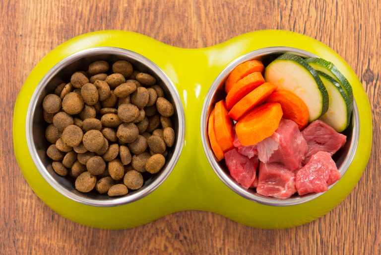 Pote grande com um espaço com ração e outro com comida em natura