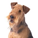 Airedale Terrier