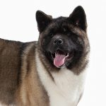 Akita Americano