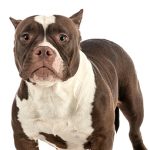 American Bully