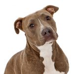 American Pit Bull Terrier