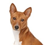 Basenji