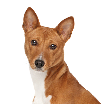 Fox Terrier Inglês: conheça o destemido cão