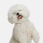 Bichon Frisé