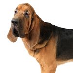 Bloodhound / Sto Humberto