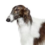 Borzoi