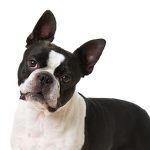 Boston Terrier