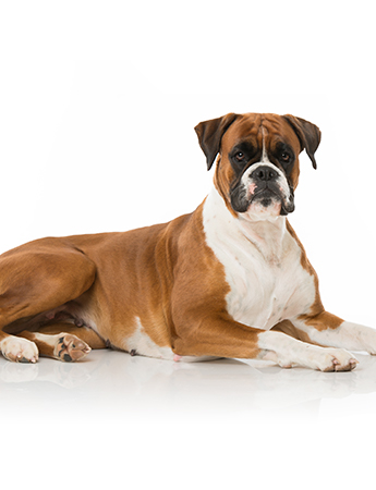 Boxer: conheça esta raça de cães e as suas caraterísticas