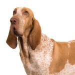 Braco Italiano