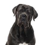 Cane Corso Italiano