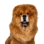 Chow Chow