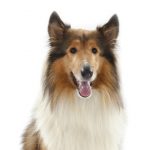 Collie