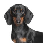 Dachshund