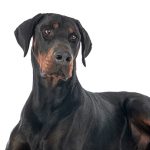 Dobermann