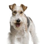 Fox Terrier Inglês