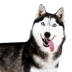 Husky Siberiano