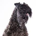 Kerry Blue Terrier