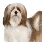 Lhasa Apso