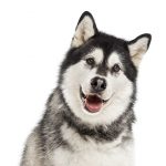 Malamute do Alaska