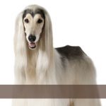 Afghan Hound