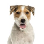 Parson Russel Terrier