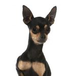 Pinscher Miniatura