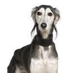 Saluki