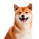 Shiba