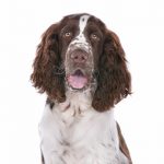 Springer Spaniel Inglês