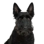 Terrier Escocês