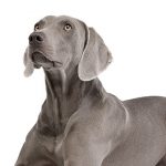 Weimaraner