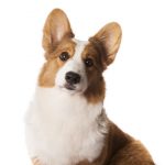 Welsh Corgi Cardigan