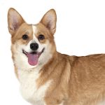 Welsh Corgi Pembroke