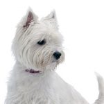 West Highland White Terrier